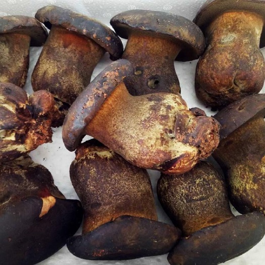 昆明 采菌人 黑牛肝菌价格 云南人工黑牛肝菌批发供应