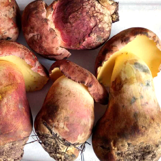 昆明 采菌人 红葱菌价格 云南红葱牛肝菌批发供应