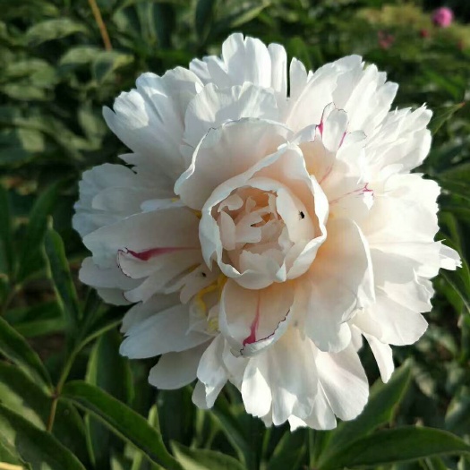 郓城县 牡丹区种植园白色清香牡丹王牡丹芍药花苗价格优惠