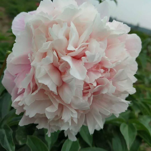 郓城县 曹州菏泽千层多瓣芍药花苗鲜切花多姿多彩