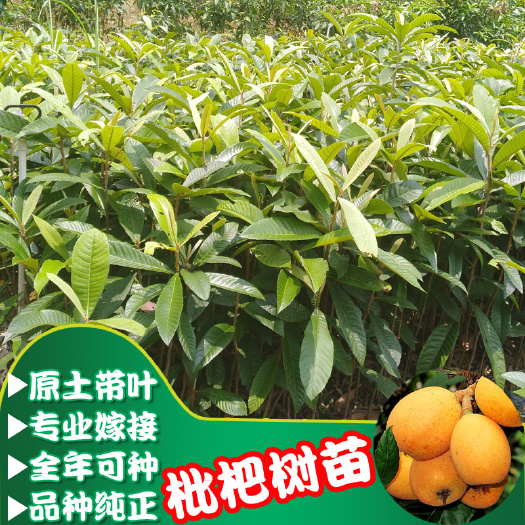 普宁市早钟6号枇杷苗 早中6号 枇杷苗嫁接苗小杯中杯