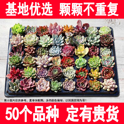 无锡多肉植物 多肉组合 精选50棵 不同品种随机发 包邮