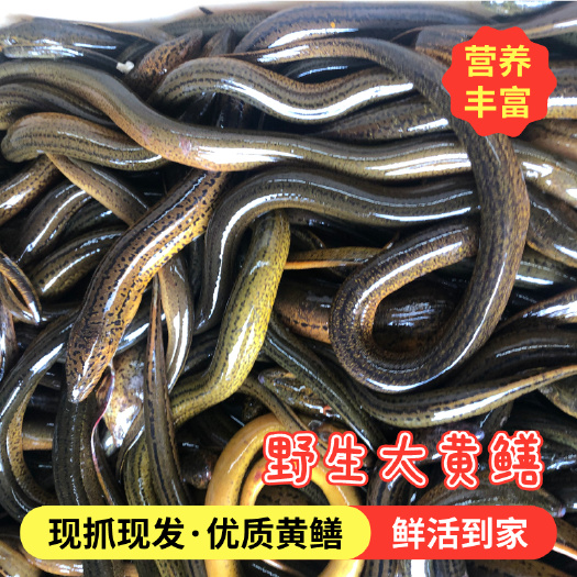 仙桃市 黄鳝 正宗洪湖黄鳝鱼 鲜活批发 捕捞土黄鳝