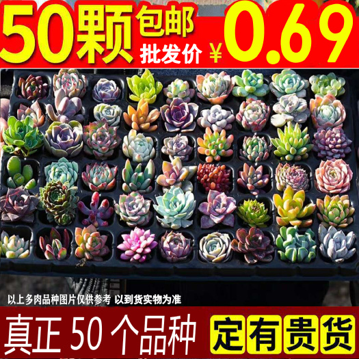 无锡多肉组合  多肉植物 七彩多肉 50颗精养不重复包邮