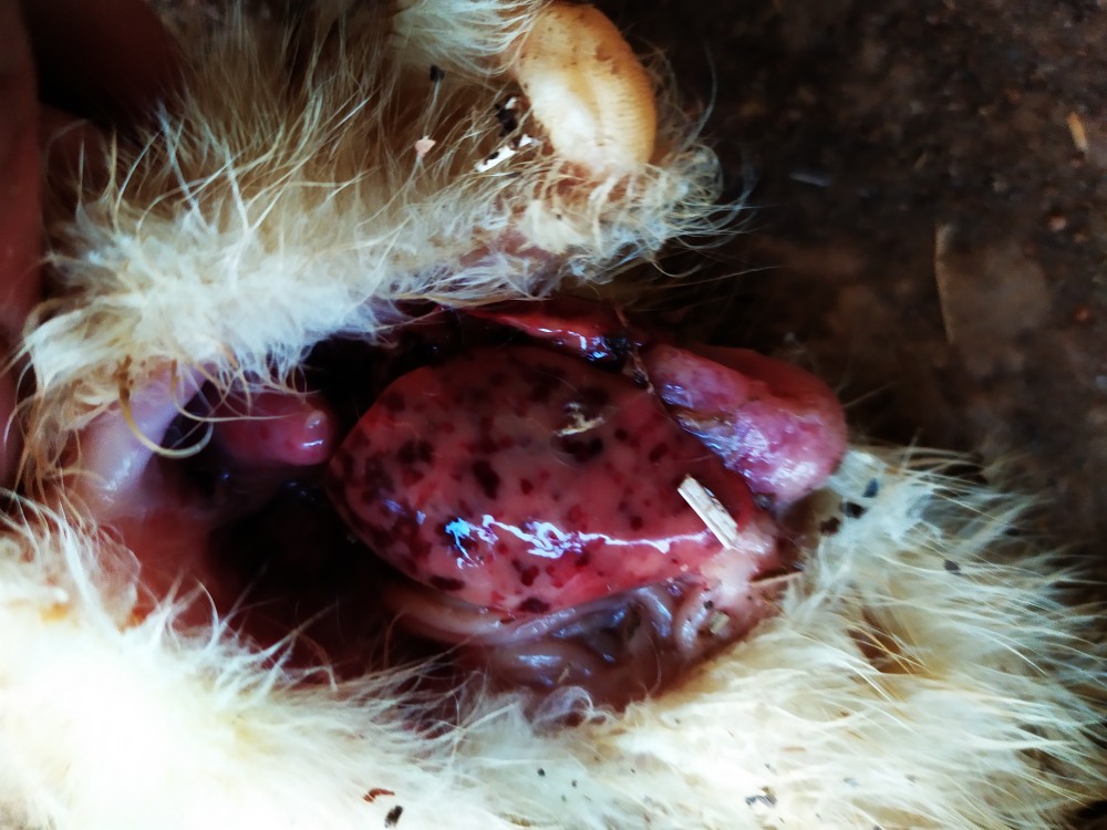 番鸭七到十天肝脏有血斑发病快死亡率高什么病有什么方法治疗