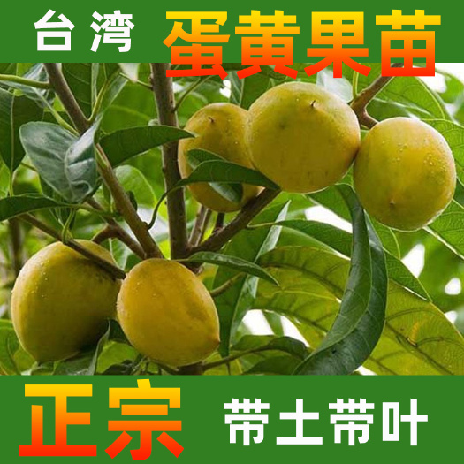 永春县永发沉香蛋黄果苗品种正品放心购买专业基地良种品质保证