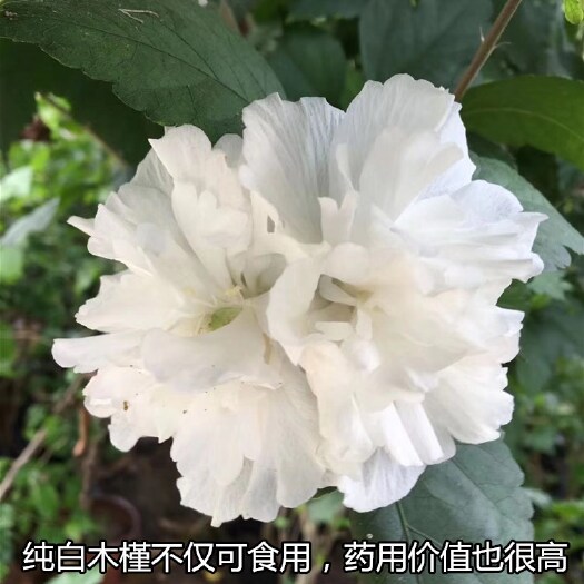 沭阳县供应白花重瓣木槿江苏宿迁基地直销一年生药用白木槿