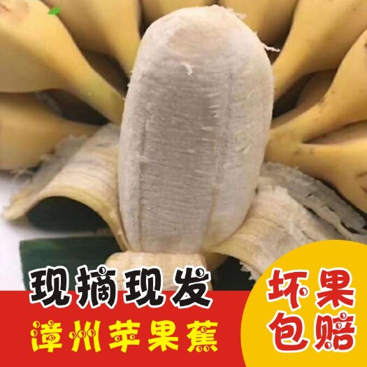 苹果粉蕉新鲜香蕉当季水果粉蕉苹果蕉3/5包邮福建漳州苹果蕉
