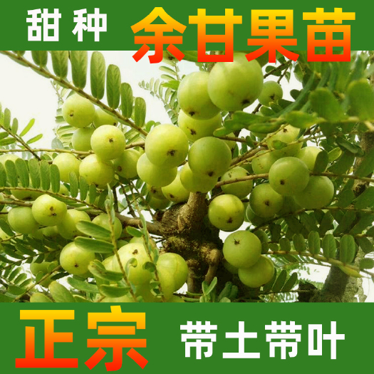 永春县 甜种余甘果苗早熟六月白正品嫁接原土杯苗带叶发货全年可盆栽地栽