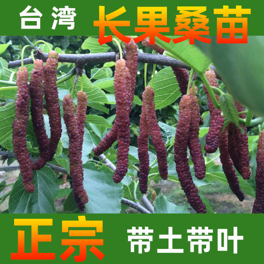 永春县 长果桑树苗嫁接苗带叶带原土优选壮苗发货正宗保证诚信经营
