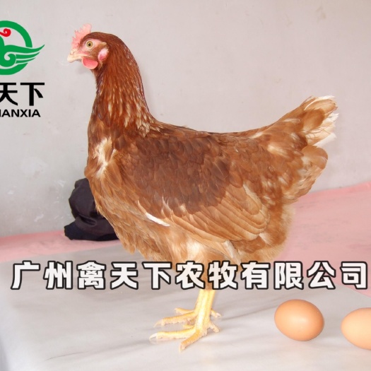 广州蛋鸡苗  海兰褐蛋鸡 海兰褐壳蛋母苗 下蛋母鸡 产蛋高