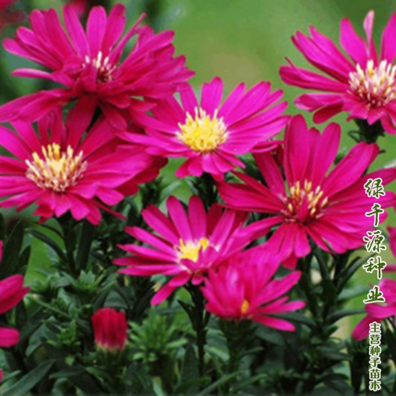 沭阳县荷兰菊种子荷兰菊新种子包邮耐寒花坛花海提供种植技术
