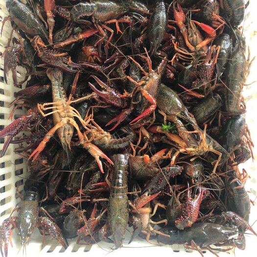 潜江市 潜江清水小龙虾，硬规格大青，50斤起批，底板干净，个大肉多