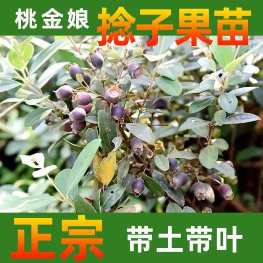 永春县桃金娘苗 桃金娘树苗捻子苗营养杯苗老庄大树基地直销真苗保证提供种植指导
