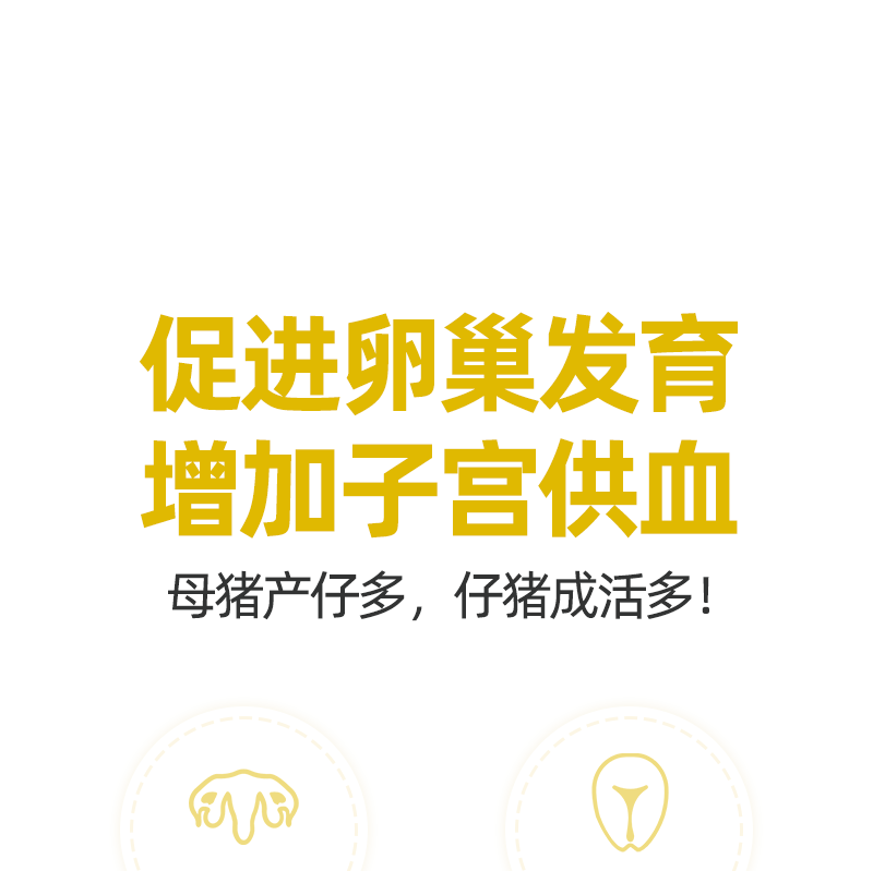白金肽  提高母猪健康水平提高母猪产仔率