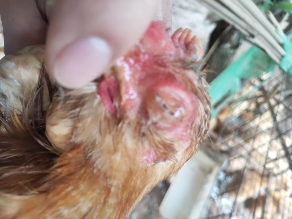 老师请问鸡老是肿眼睛有脓或者眼泪气泡是什么原因如何预防和治疗