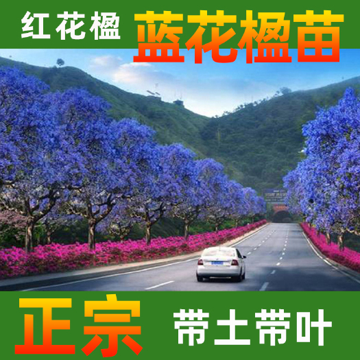 永春县 蓝花楹苗凤凰花苗高度20-30cm 带土发货护根保水基地直销