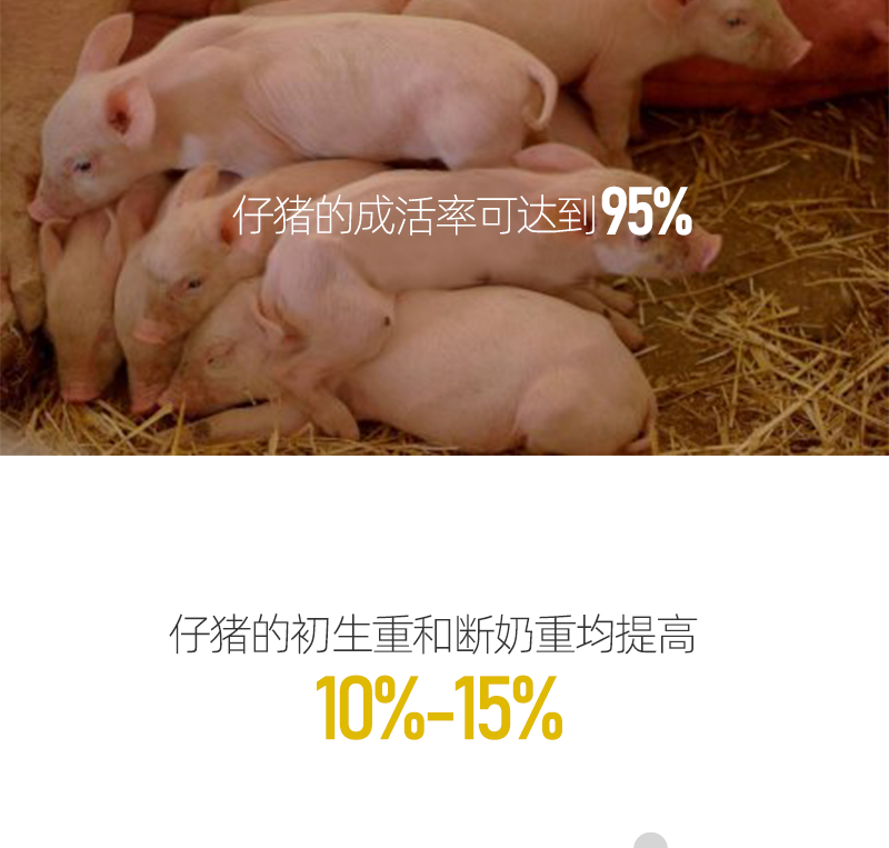 白金肽  提高母猪健康水平提高母猪产仔率