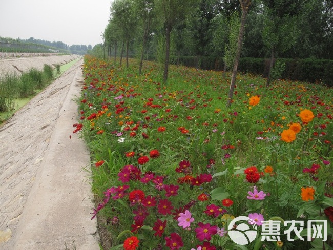  供应优质野花组合种子新采组合花卉草种花海景点花籽