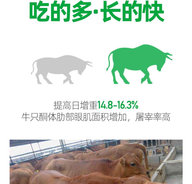 牛羊饲料添加剂 架子牛专用催肥添加剂牛用什么上膘快牛羊催肥增重专用添加剂