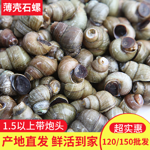 仙桃市 石螺清水薄壳大石螺干净新鲜田螺 1.5以上带炮头