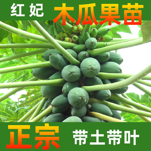 永春县红心木瓜苗 红妃番木瓜树苗红肉黄肉木瓜 早生树种 基地直销树苗包邮