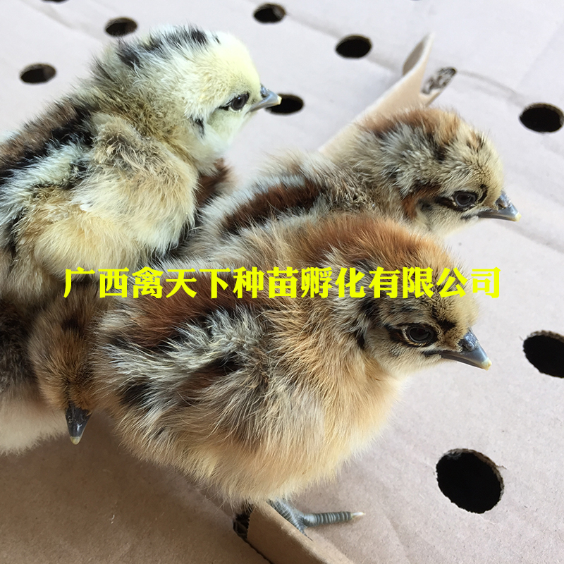  乌肉麻鸡苗