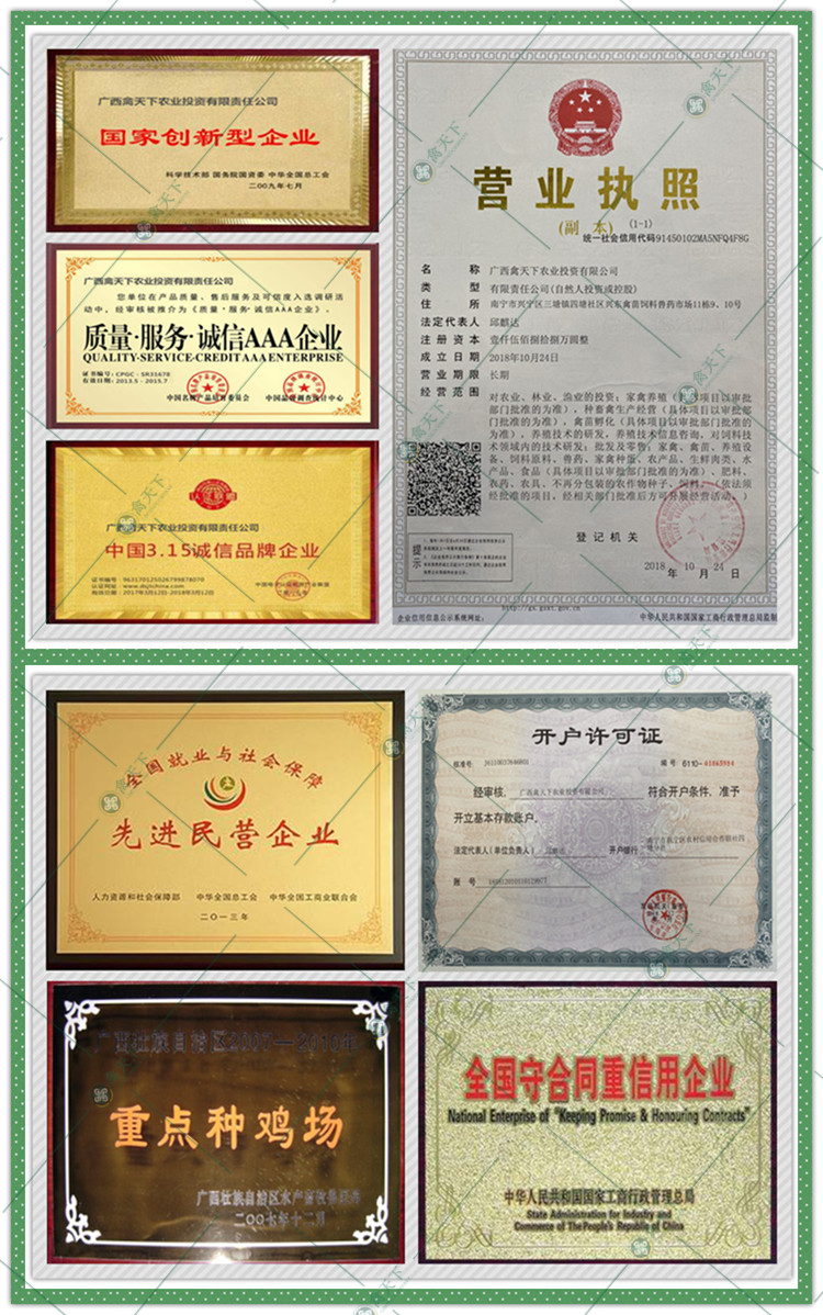  大白鹅苗