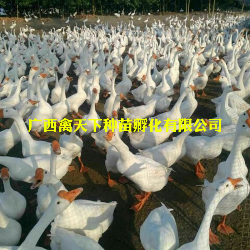  大白鹅苗