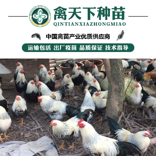 贵阳 彩凤鸡苗