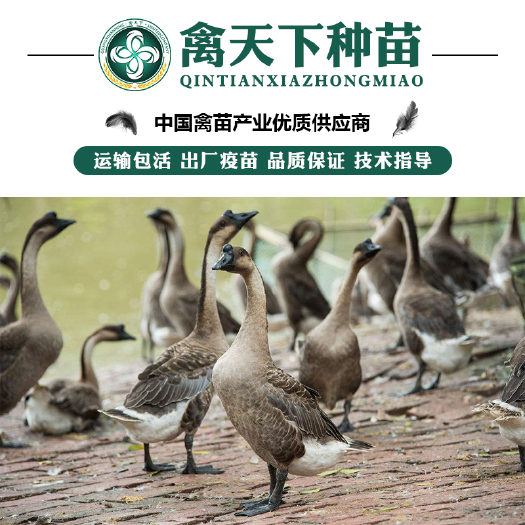 贵阳 马岗鹅苗