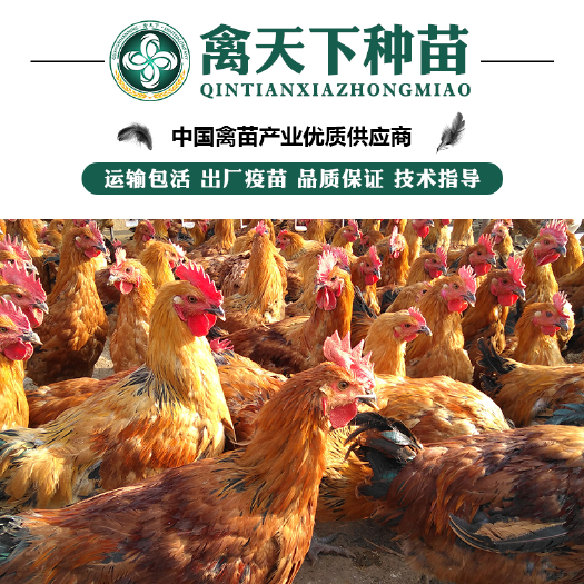 贵阳 青脚麻鸡苗