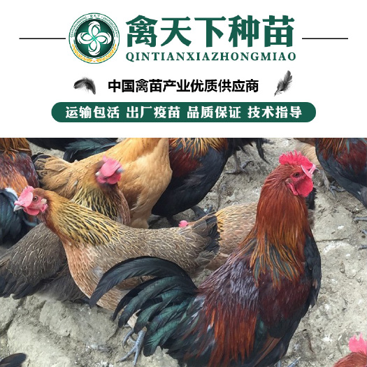 贵阳 黑瑶鸡苗