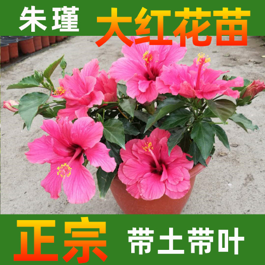 永春县单瓣大红花 朱瑾十斤袋苗高度50-70cm 多分枝四季常绿