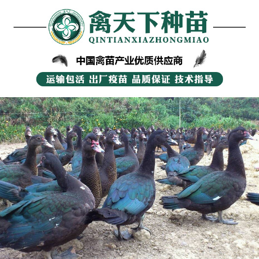 贵阳 黑番鸭苗