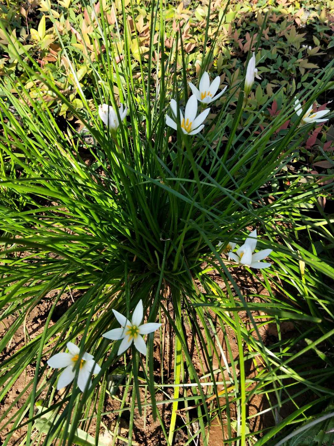  葱兰花苗多年生草本植物四季常绿 叶状小葱花似兰莲 株从低矮