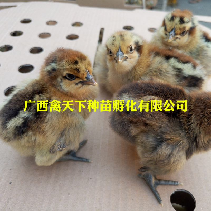  乌肉麻鸡苗