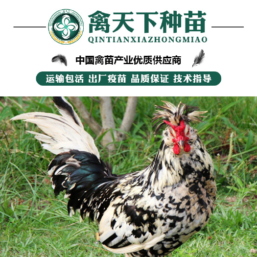 贵阳 贵妃鸡苗