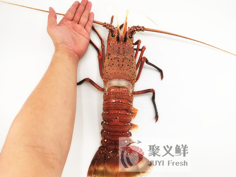 澳洲龙虾 一手货源澳洲大龙虾红龙高级米其林食材宴席围餐巨虾