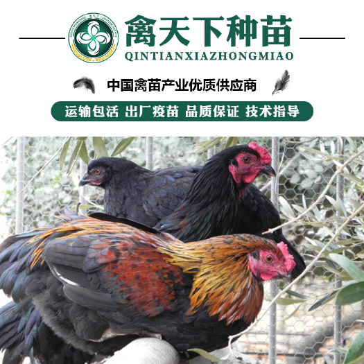 贵阳 黑土鸡苗