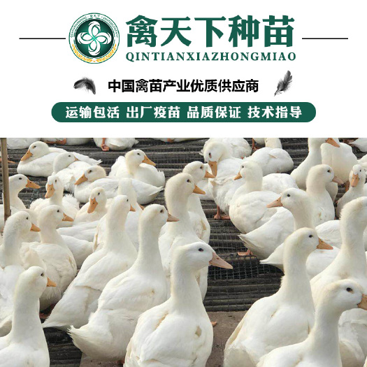 贵阳 白鸭苗