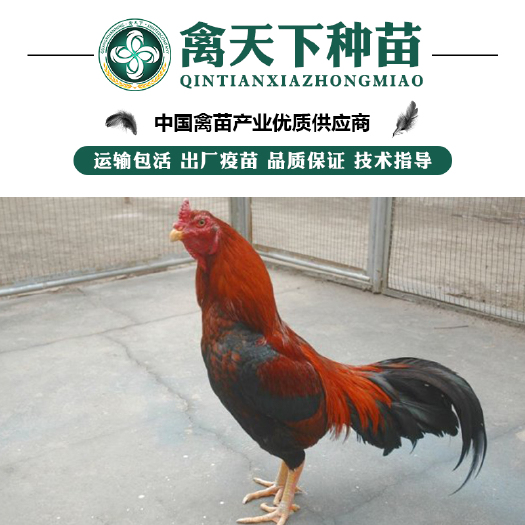 贵阳 改良斗鸡苗