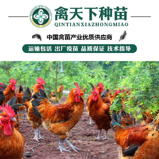 贵阳 红瑶鸡苗