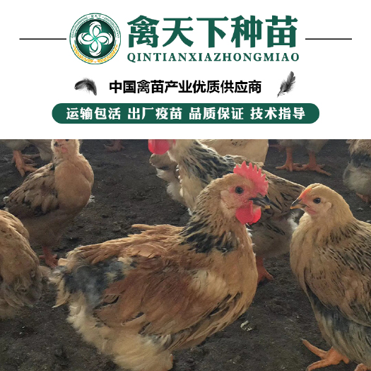 贵阳 k9鸡苗