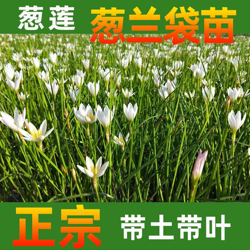  葱兰花苗多年生草本植物四季常绿 叶状小葱花似兰莲 株从低矮