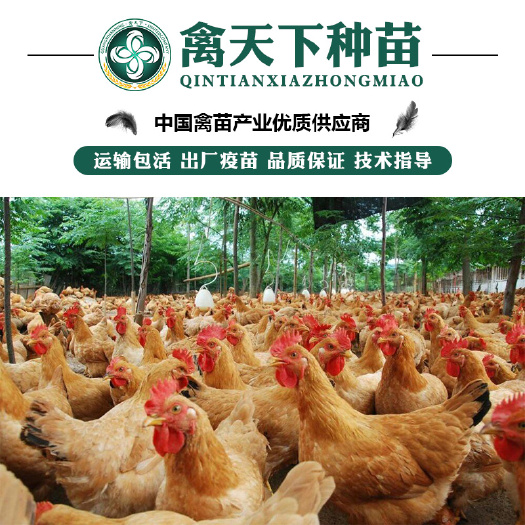 贵阳 三黄鸡苗