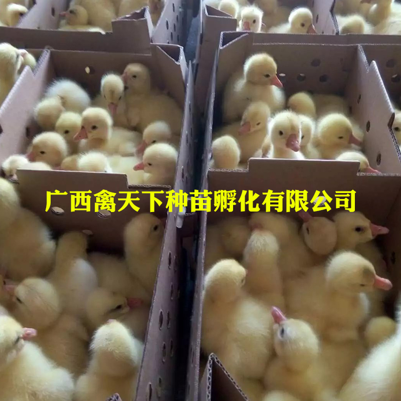  大白鹅苗