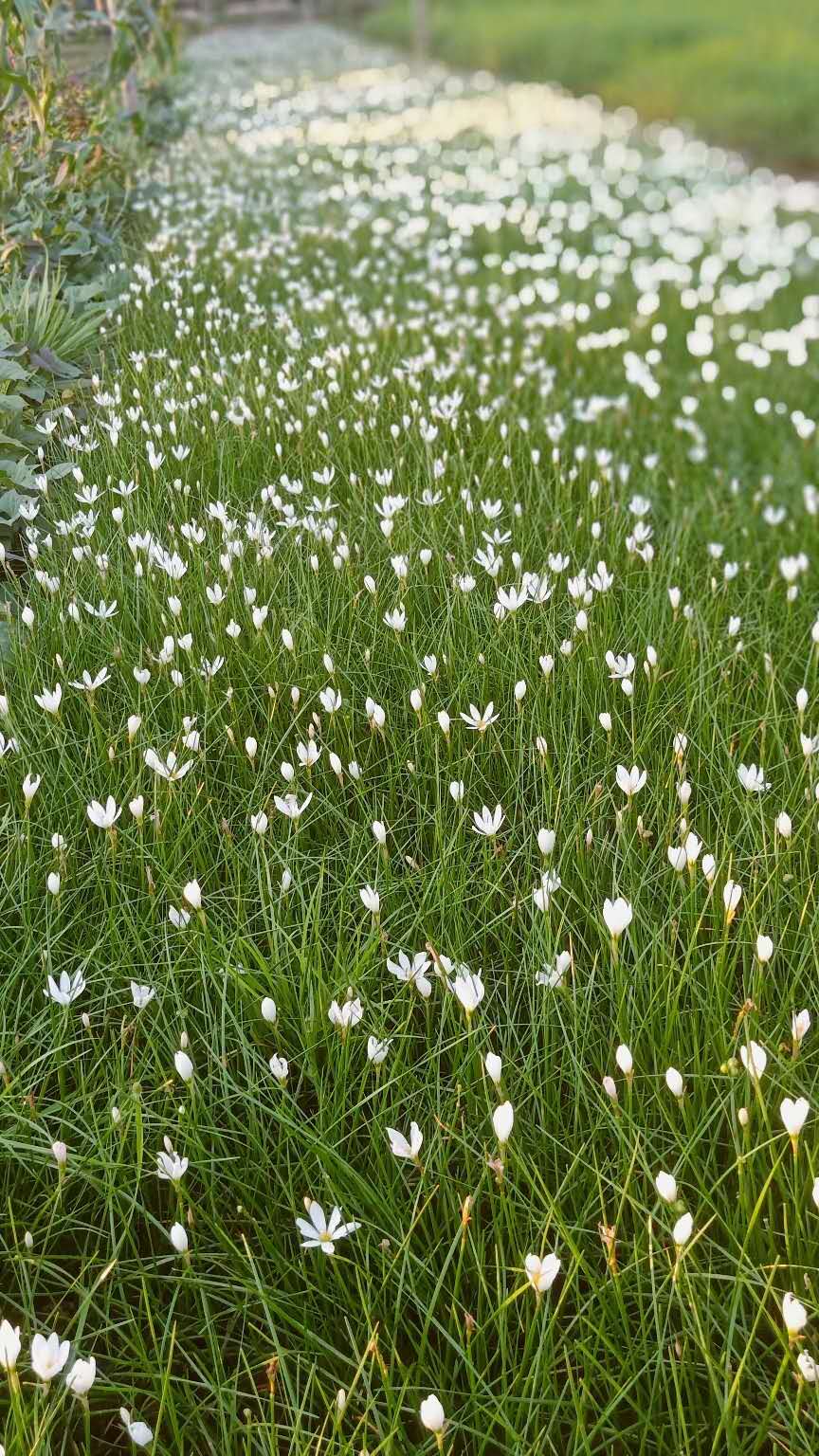  葱兰花苗多年生草本植物四季常绿 叶状小葱花似兰莲 株从低矮