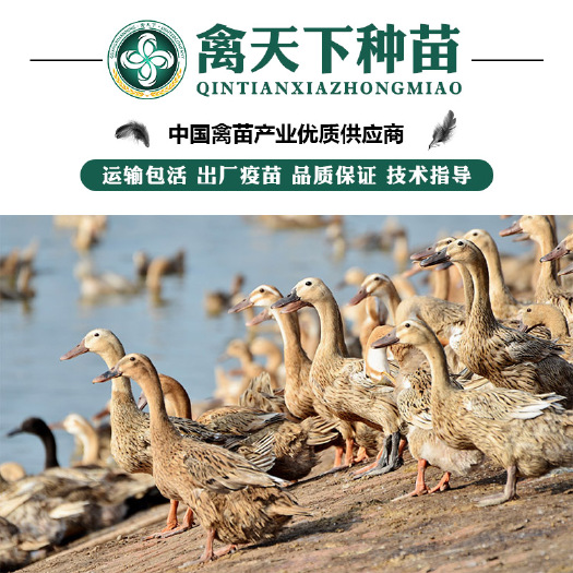 贵阳 绿壳蛋鸭苗