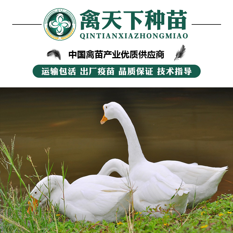  大白鹅苗